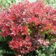 Berberis thunbergii FIRE BALL ®  - Japán borbolya