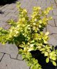 Berberis thunbergii GOLDEN HORIZON ® - Törpe borbolya