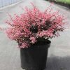 Berberis thunbergii INSPIRATION ®  - Japán borbolya