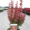 Berberis thunbergii ORANGE ROCKET ® - Narancspiros levelű oszlopos borbolya