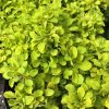 Berberis thunbergii TINY GOLD ® - Sárga levelű, törpe, gömb japán borbolya