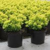 Berberis thunbergii TINY GOLD ® - Sárga levelű, törpe, gömb japán borbolya