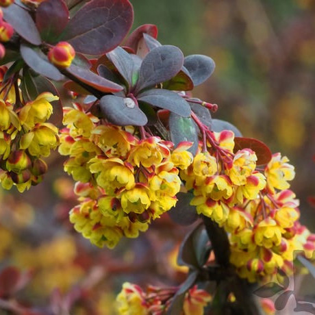 Berberis x ottawensis SUPERBA -Vérborbolya