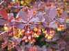 Berberis x ottawensis SUPERBA -Vérborbolya