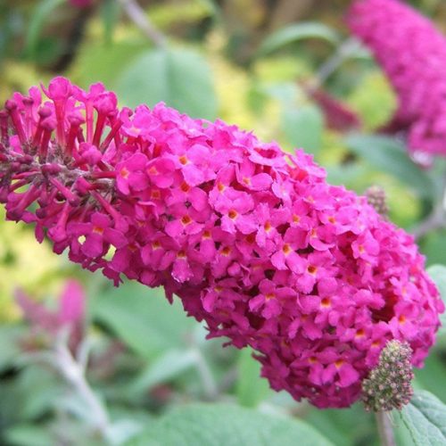 Buddleja  'MISS RUBY' - Nyáriorgona