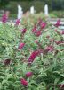 Buddleja  'MISS RUBY' - Nyáriorgona