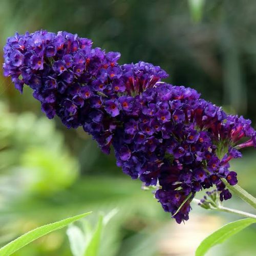 Buddleja davidii BLACK KNIGHT - Sötétlila virágú nyáriorgona