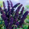 Buddleja davidii BLACK KNIGHT - Sötétlila virágú nyáriorgona