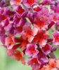 Buddleja weyeriana  FLOWER POWER - Kékes-lilás virágú nyáriorgona