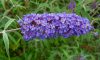 Buddleja davidii 'NANHO BLUE' - Kék virágú törpe nyáriorgona