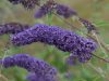 Buddleja davidii NANHO BLUE - Kék virágú törpe nyáriorgona