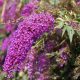 Buddleja davidii NANHO PURPLE -  Lila virágú törpe nyáriorgona