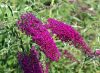 Buddleja davidii NANHO PURPLE -  Lila virágú törpe nyáriorgona