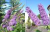 Buddleja davidii ORCHID BEAUTY - illatos nyáriorgona