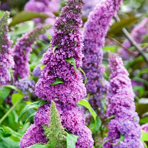 Buddleja davidii PEACOCK ® - Illatos nyáriorgona