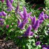 Buddleja davidii PEACOCK ® - Illatos nyáriorgona