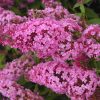 Buddleja davidii PINK DELIGHT - Rózsaszín nyáriorgona