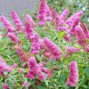 Buddleja davidii PINK DELIGHT - Rózsaszín nyáriorgona