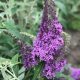 Buddleja davidii REVE PAPILLON ® - Nyáriorgona