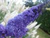 Buddleja davidii REVE PAPILLON BLUE ® - Nyáriorgona