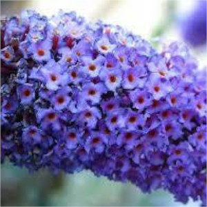 Buddleja davidii REVE PAPILLON BLUE ® - Nyáriorgona