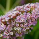 Buddleja davidii REVE PAPILLON LAVENDER ® - Illatos nyáriorgona