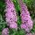 Buddleja davidii REVE PAPILLON PINK ® - Illatos nyáriorgona