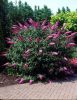 Buddleja davidii REVE PAPILLON PINK ® - Illatos nyáriorgona