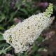 Buddleja davidii REVE PAPILLON WHITE ® - Nyáriorgona