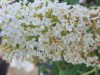 Buddleja davidii REVE PAPILLON WHITE ® - Nyáriorgona