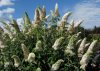 Buddleja davidii REVE PAPILLON WHITE ® - Nyáriorgona