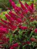 Buddleja davidii ROYAL RED - Bíborlila illatos nyári orgona