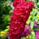 Buddleja davidii ROYAL RED - Bíborlila illatos nyári orgona