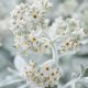 Buddleja davidii SILVER ANNIVERSARY® - Fehér színű nyáriorgona