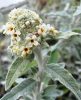 Buddleja davidii SILVER ANNIVERSARY® - Fehér színű nyáriorgona