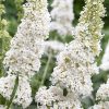 Buddleja davidii WHITE PROFUSION -  Fehér illatos nyáriorgona