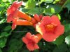 Campsis radicans - Trombitafolyondár