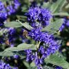 Caryopteris clandonensis BLUE KNIGHT ® - Angol kékszakáll