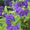 Caryopteris clandonensis BLUE KNIGHT ® - Angol kékszakáll