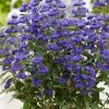 Caryopteris clandonensis HEAVENLY BLUE - Keskenylevelű angol kékszakáll