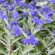 Caryopteris clandonensis KEW BLUE - Sötétkék virágú kékszakáll