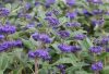 Caryopteris clandonensis KEW BLUE - Sötétkék virágú kékszakáll