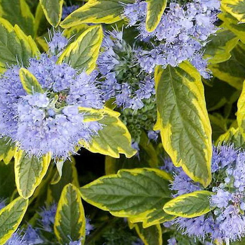 Caryopteris clandonensis SUMMER SORBET ® - Sárga-tarka levelű kékszakáll