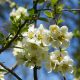 Chaenomeles speciosa NIVALIS - Fehér virágú japánbirs