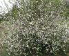 Chaenomeles speciosa NIVALIS - Fehér virágú japánbirs