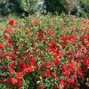 Chaenomeles speciosa ORANGE STORM ® - Pompás japánbirs