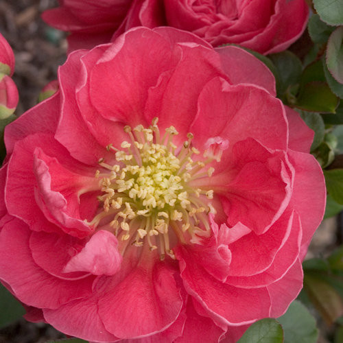 Chaenomeles speciosa PINK STORM ® - Japánbirs