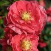 Chaenomeles speciosa PINK STORM ® - Japánbirs