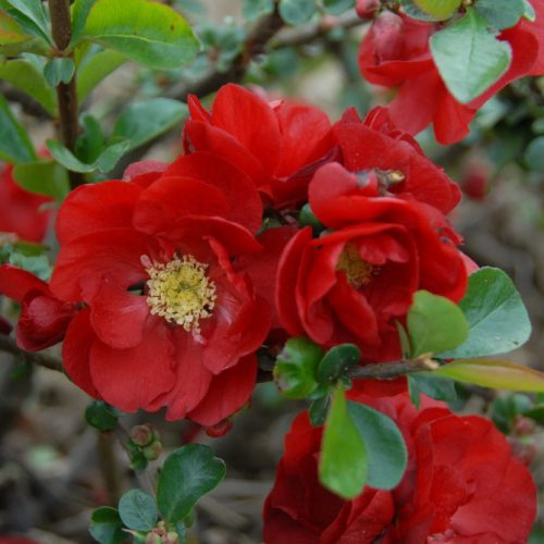 Chaenomeles speciosa SCARLET STORM ® - Pompás japánbirs