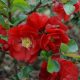 Chaenomeles speciosa SCARLET STORM ® - Pompás japánbirs